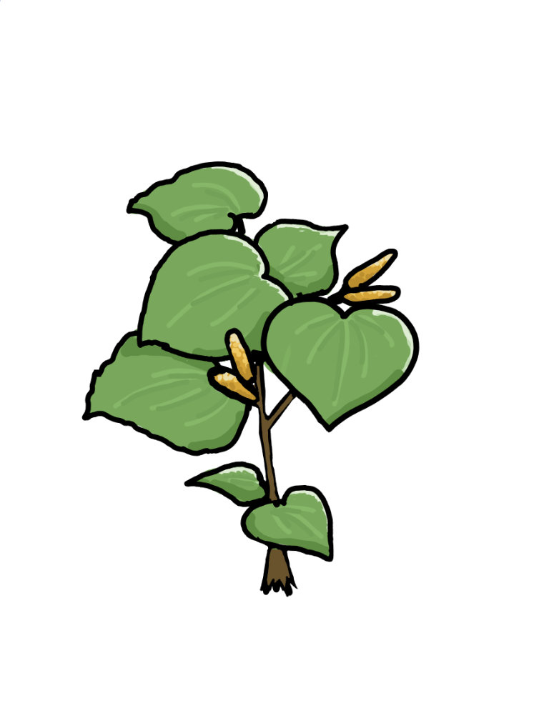 kawakawa